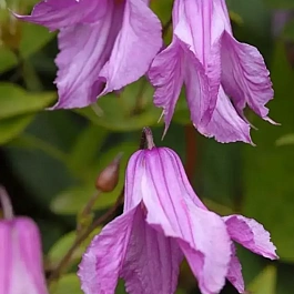 Клематис Аленушка