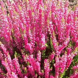 Вереск обыкновенный Дарк Стар Вереск обыкновенный Дарк Стар