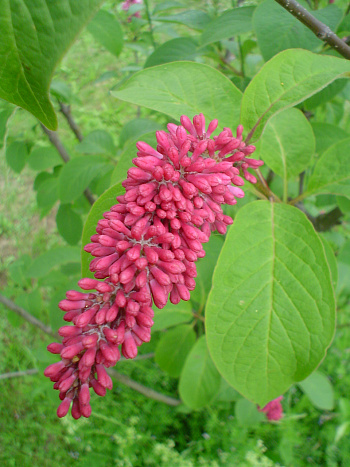 Сирень Комарова (пониклая)