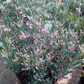 Андромеда многолистная Блу Лагун