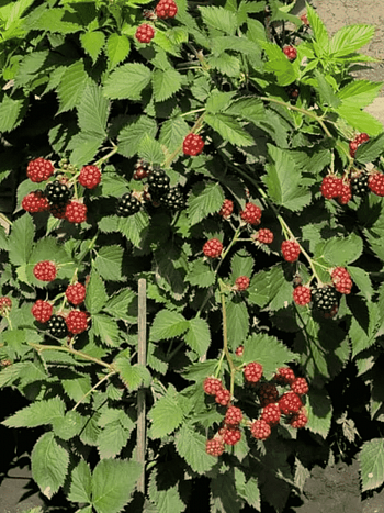 Ежевика садовая Dima Tiny Black