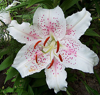 Лилия восточная Мускадет