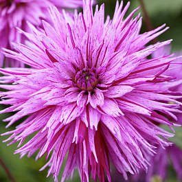 Георгина Бахромчатая Страйпт Амбишн