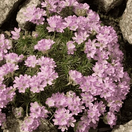 Армерия дернистая