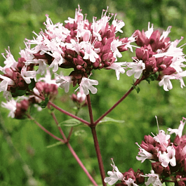 Душица аманская