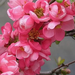 Айва великолепная Пинк Трейл