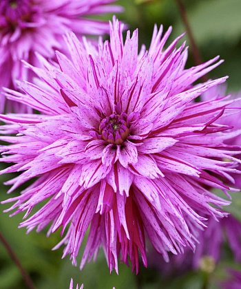 Георгина Бахромчатая Страйпт Амбишн