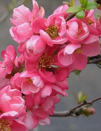 Айва великолепная Пинк Трейл