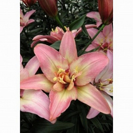 Лилия азиатская махровая Дабл Трабл