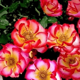 Роза Флорибунда Betty Boop