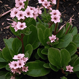 Бадан гибридный Dragonfly sakura