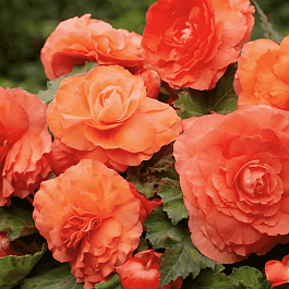 Бегония Double Salmon