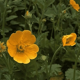 Гравилат Tosai Yellow