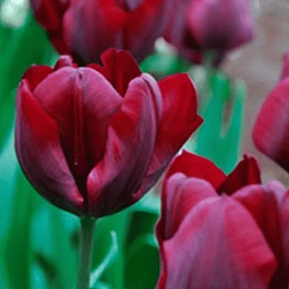 Тюльпан триумф Ronaldo