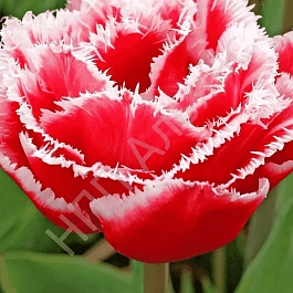 Тюльпан Brest