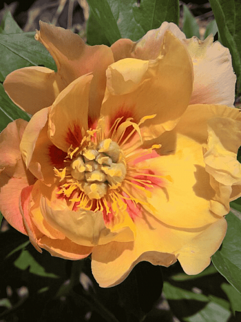 Пион ИТО Sonoma Monday