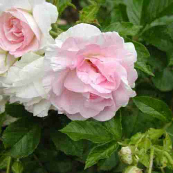 Роза морщинестая Ritausma