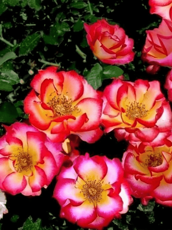 Роза Флорибунда Betty Boop