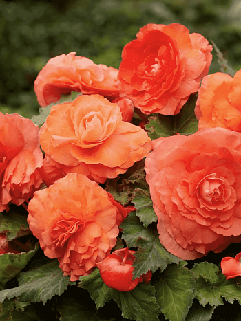 Бегония Double Salmon