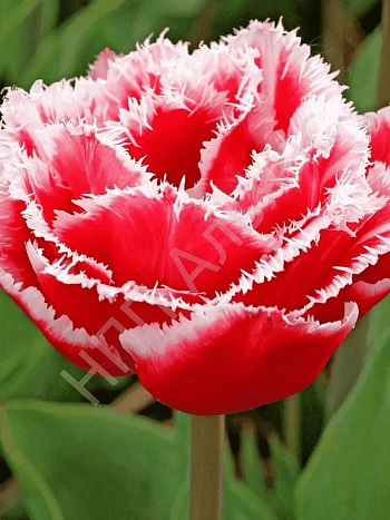 Тюльпан Brest