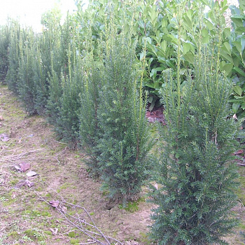 Тисс средний Straight Hedge