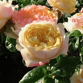 Роза чайно-гибридная Vuvuzela gold