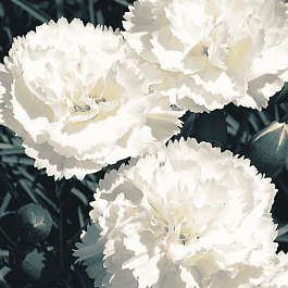 Гвоздика Перистая Haytor