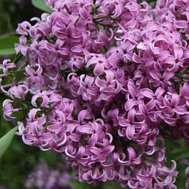 Сирень китайская светло-сиреневая