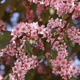 Черемуха обыкновенная Colorata