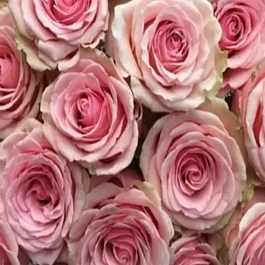 Роза чайно-гибридная Geraldine