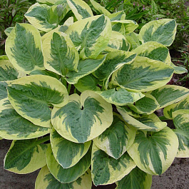 Хоста гибридная Сноу Кэп