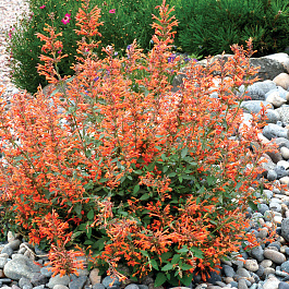 Лофант Кудос Мандарин