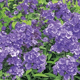 Флокс метельчатый Blue Paradise