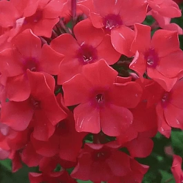 Флокс метельчатый Spitfire