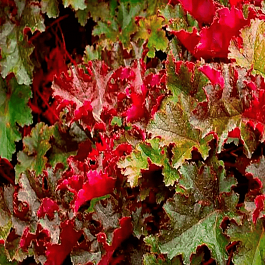 Гейхера  Chocolate Ruffles