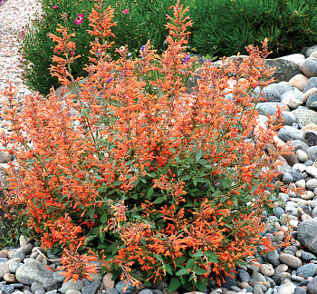 Лофант Кудос Мандарин