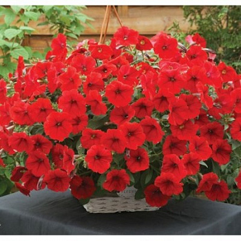 Петуния ампельная Опера Ред