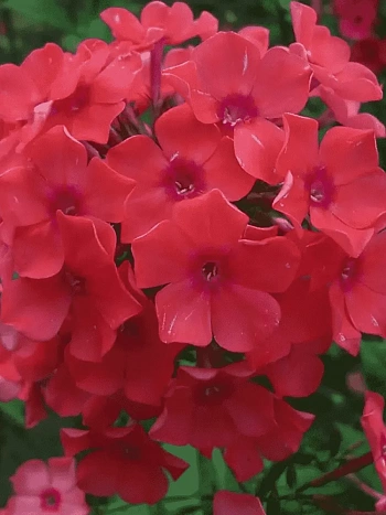 Флокс метельчатый Spitfire