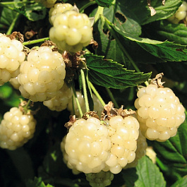 Ежевика Полар  Берри