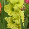 Гладиолус Green Star