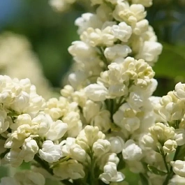 Сирень обыкновенная Лиега