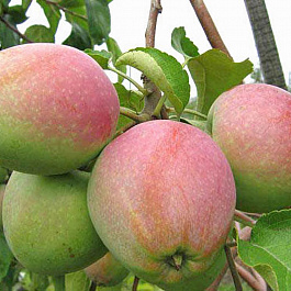 Яблоня Северный синап Яблоня Северный синап