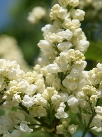 Сирень обыкновенная Лиега