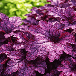 Гейхера Plum Royale