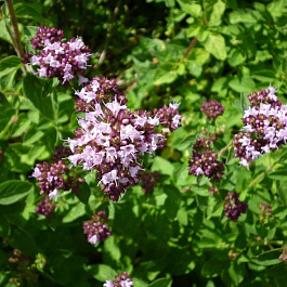 Душица обыкновенная Маргарита