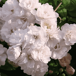 Роза Плетистая Guirlande Rose