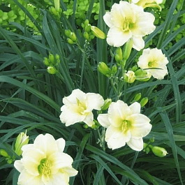 Лилейник Cool It