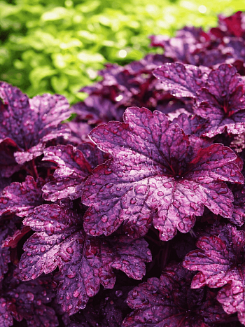 Гейхера Plum Royale