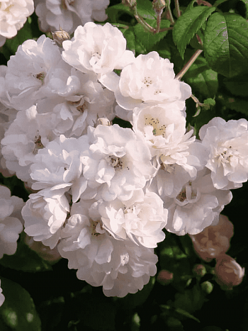 Роза Плетистая Guirlande Rose