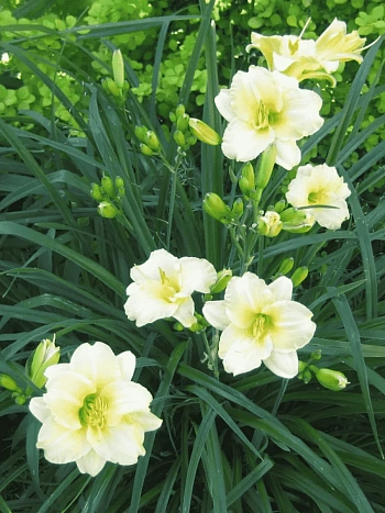 Лилейник Cool It